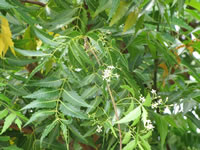 Azadirachta indica